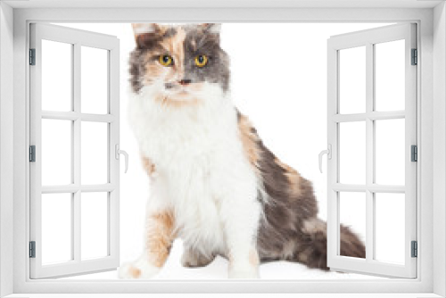 Fototapeta Naklejka Na Ścianę Okno 3D - Beautiful Calico Cat Sitting
