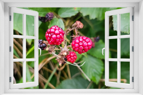 Fototapeta Naklejka Na Ścianę Okno 3D - organic blackberries growing on the bush