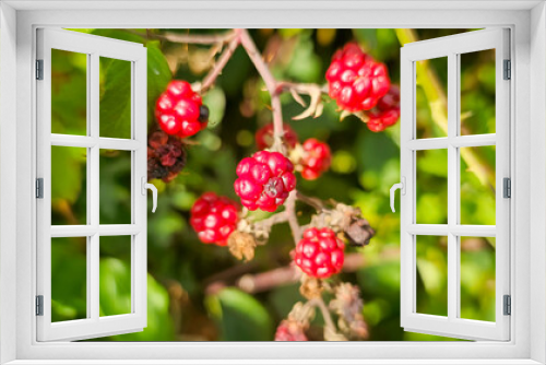 Fototapeta Naklejka Na Ścianę Okno 3D - organic blackberries growing on the bush