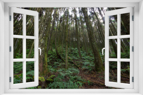 Fototapeta Naklejka Na Ścianę Okno 3D - Tropical rainforest landscape in taiwan