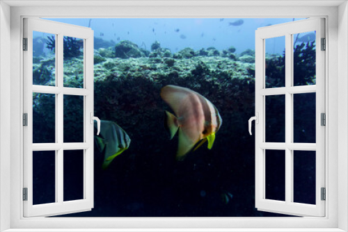 Fototapeta Naklejka Na Ścianę Okno 3D - Two Orbicular batfishes (Platax orbicularis) in the coral reef of Maldives island. Tropical and coral sea wildelife. Beautiful underwater world. Underwater photography.