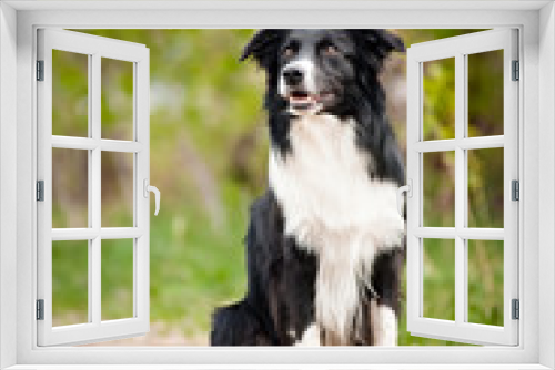 Fototapeta Naklejka Na Ścianę Okno 3D - Young black and white border collie dog