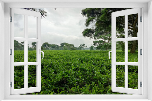 Fototapeta Naklejka Na Ścianę Okno 3D - Indonesia's beautiful tea plantations