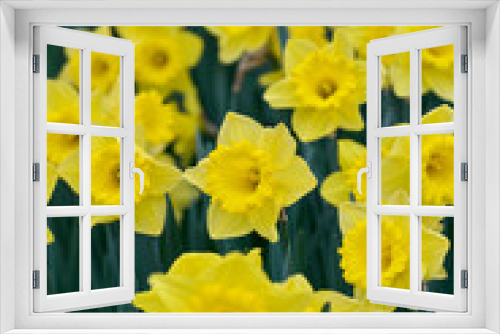 Fototapeta Naklejka Na Ścianę Okno 3D - field yellow daffodil dutch master