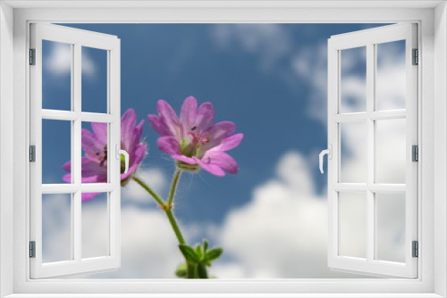 Fototapeta Naklejka Na Ścianę Okno 3D - fleur