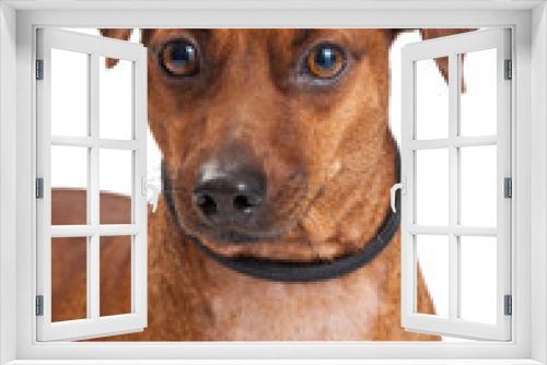 Fototapeta Naklejka Na Ścianę Okno 3D - Closeup Of A Miniature Pinscher Cross Dog