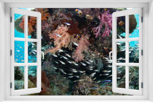 Fototapeta Naklejka Na Ścianę Okno 3D - Cardinalfish school under a coral bommie on a biodiverse reef in Raja Ampat, Indonesia. This tropical region is known as the heart of the Coral Triangle due to its incredible marine biodiversity.