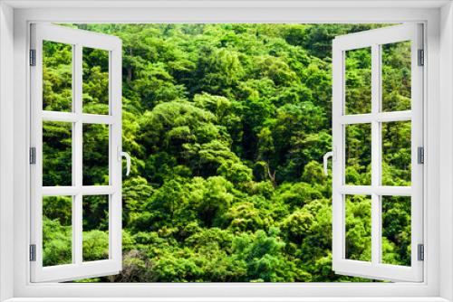 Fototapeta Naklejka Na Ścianę Okno 3D - The beautiful green forest in the mountains as a background.