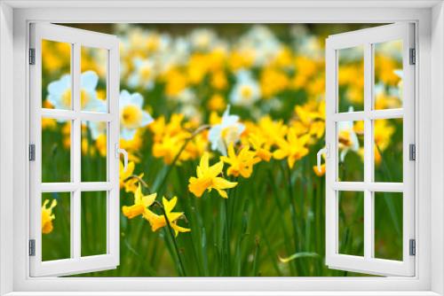Fototapeta Naklejka Na Ścianę Okno 3D - Daffodils at Easter time on a meadow. Yellow flowers shine against the green grass