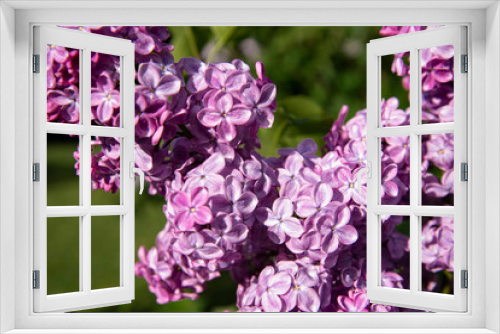 Fototapeta Naklejka Na Ścianę Okno 3D - Beautiful lilac branches in close-up. Spring shrubs. The Botanical Garden.