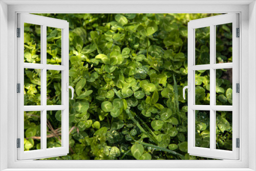 Fototapeta Naklejka Na Ścianę Okno 3D - Clover leaves in close-up. Botany. The background is made of green clover.