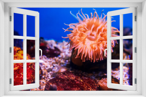 Fototapeta Naklejka Na Ścianę Okno 3D - Tropical marine fish on a coral reef.