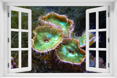 Fototapeta Naklejka Na Ścianę Okno 3D - Green White Striped Polyp  (Zoanthus sp.), Colorful button corals swaying under the sea water, USA