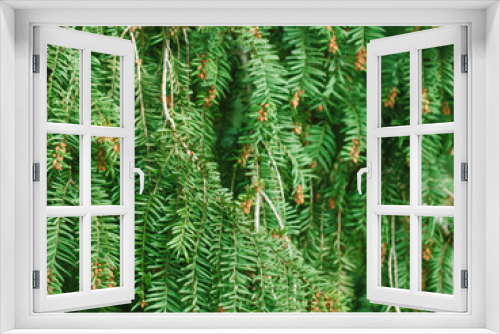Fototapeta Naklejka Na Ścianę Okno 3D - Pine needle. Green Bakground