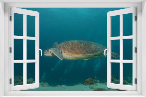 Fototapeta Naklejka Na Ścianę Okno 3D - Hawksbill sea turtle at the Sea of the Philippines
