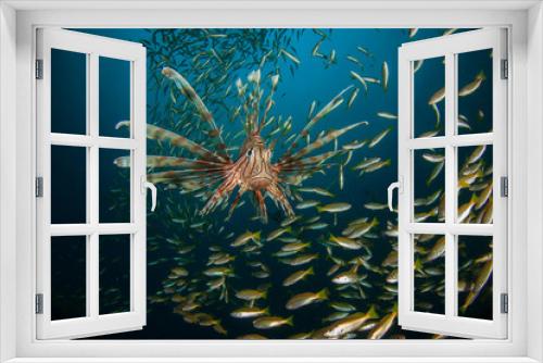 Fototapeta Naklejka Na Ścianę Okno 3D - Lionfish hunting school of Snapper fish