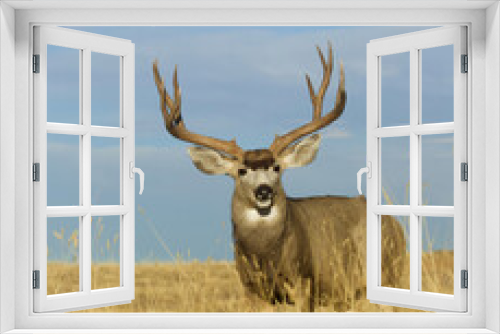 Fototapeta Naklejka Na Ścianę Okno 3D - Large Mule Deer Buck with trophy antlers in grassy meadow with blue sky