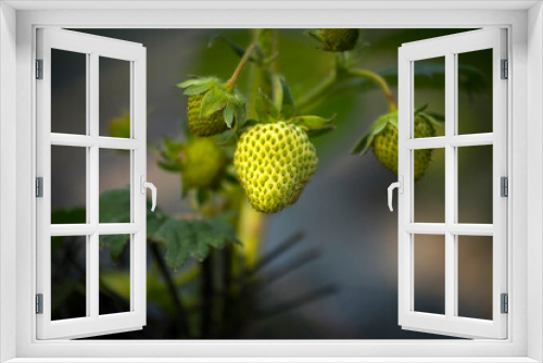 Fototapeta Naklejka Na Ścianę Okno 3D - Unripe strawberry plant in the garden