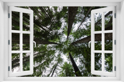 Fototapeta Naklejka Na Ścianę Okno 3D - Forest of Grouse mountain Grind Hiking Trail at summer time