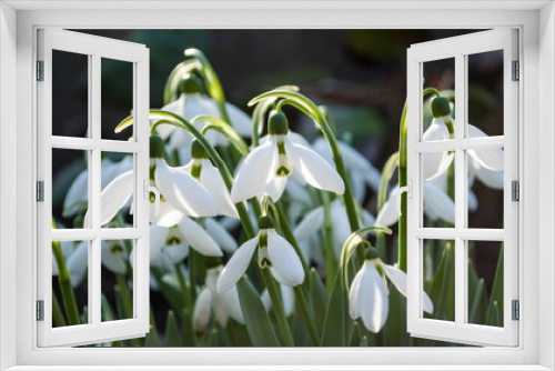 Fototapeta Naklejka Na Ścianę Okno 3D - delicate white snowdrops blooming on a spring day