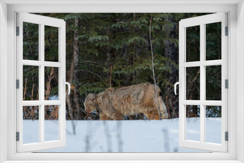 Fototapeta Naklejka Na Ścianę Okno 3D - Beautiful, stunning Lynx seen off the side of the Alaska Highway in Yukon Territory, Canada during spring time with snow covered landscape surrounding the wild big cat.