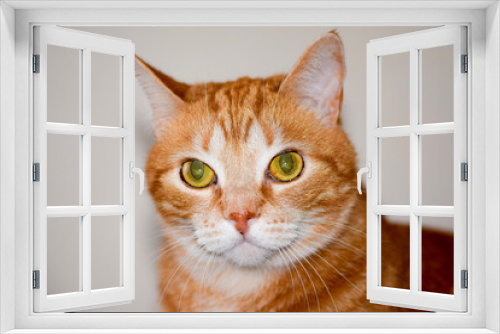 Fototapeta Naklejka Na Ścianę Okno 3D - portrait of a red cat