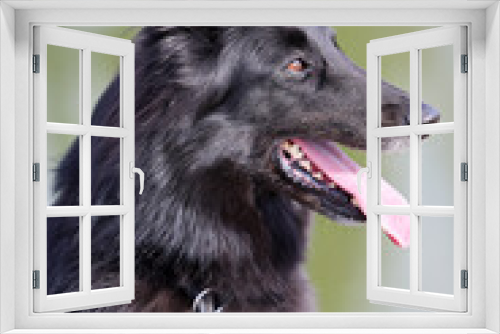 Fototapeta Naklejka Na Ścianę Okno 3D - Portrait of a beautiful black Groenendael belgian Shepherd dog posing in a sunny spring environment.