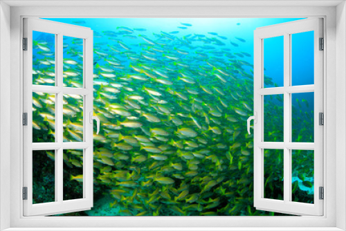 Fototapeta Naklejka Na Ścianę Okno 3D - School Snapper Fish underwater in ocean