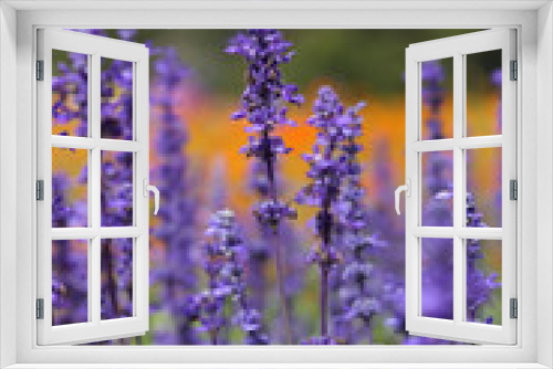 Fototapeta Naklejka Na Ścianę Okno 3D - Lavender Flower