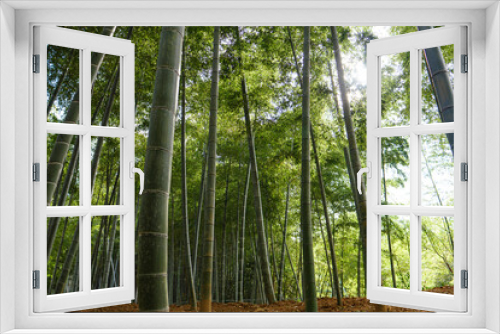 Fototapeta Naklejka Na Ścianę Okno 3D - Arashiyama bamboo forest in Kyoto, Japan.