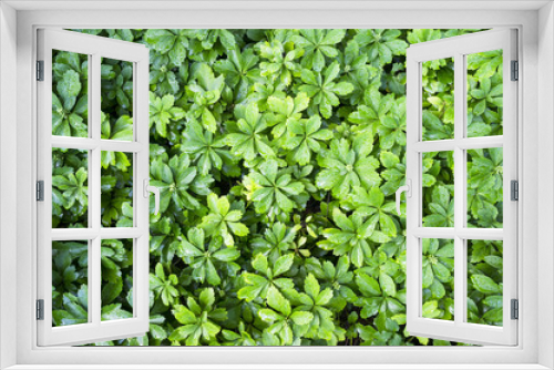Fototapeta Naklejka Na Ścianę Okno 3D - pachysandra terminalis foliage top view