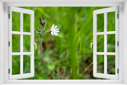 Fototapeta Naklejka Na Ścianę Okno 3D - Single White Wildflower Standing in Green Meadow