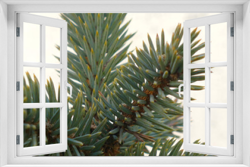 Fototapeta Naklejka Na Ścianę Okno 3D - Picea pugens