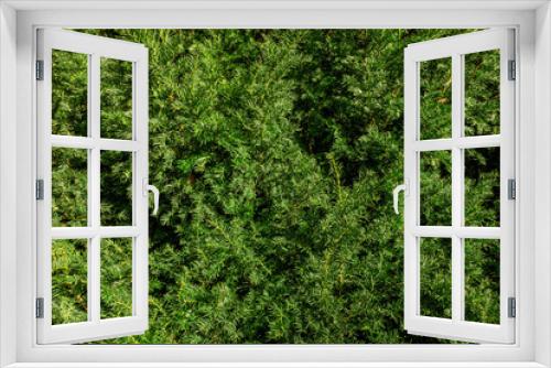 Fototapeta Naklejka Na Ścianę Okno 3D - close up of green needle bush