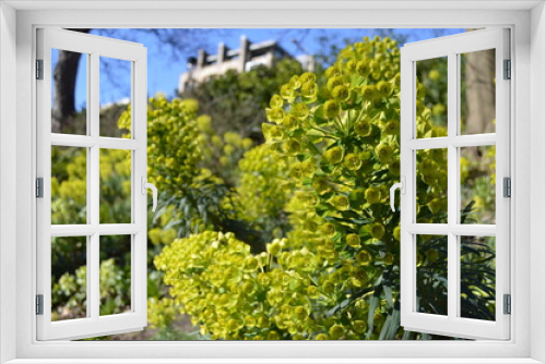 Fototapeta Naklejka Na Ścianę Okno 3D - Euphorbia Flowers blooming in a Park Scotland, UK