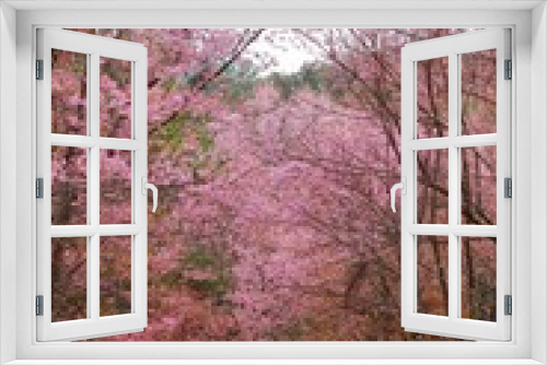 Fototapeta Naklejka Na Ścianę Okno 3D - Cherry blossom in chiangmai thailand At inthanon mountain