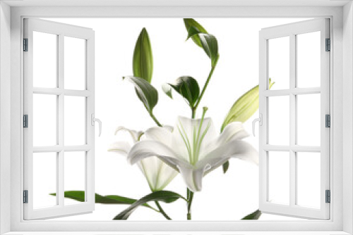 Fototapeta Naklejka Na Ścianę Okno 3D - Beautiful lily flower on white background