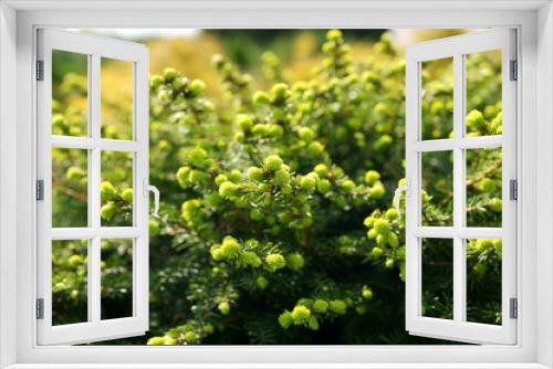 Fototapeta Naklejka Na Ścianę Okno 3D - Picea abies Nidiformis - spring
