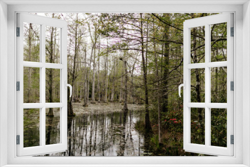 Fototapeta Naklejka Na Ścianę Okno 3D - Beautiful landscape with cypress trees with Spanish moss, flowering azalea bushes, lilies, aerial roots on a spring day. Beautiful landscape design. Cypress Garden, Charleston, South Carolina, USA