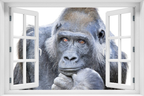 Fototapeta Naklejka Na Ścianę Okno 3D - Contemplative Gorilla