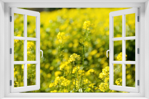 Fototapeta Naklejka Na Ścianę Okno 3D - Yellow flowers from a mustard plant