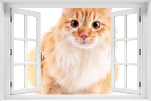 Fototapeta Naklejka Na Ścianę Okno 3D - Red cat isolated on white background