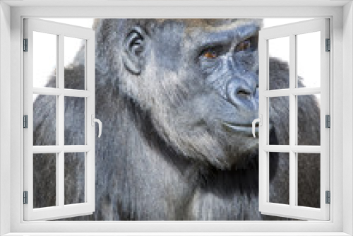 Fototapeta Naklejka Na Ścianę Okno 3D - Pensive Gorilla