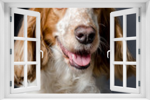Fototapeta Naklejka Na Ścianę Okno 3D - Portrait of a dog of breed Russian Spaniel