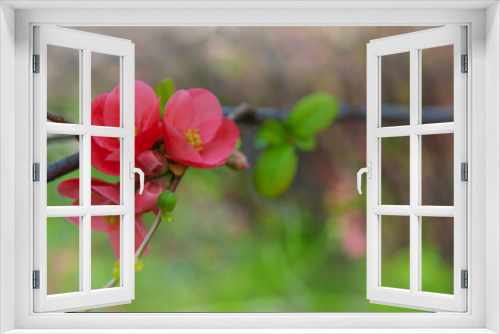 Fototapeta Naklejka Na Ścianę Okno 3D - Beautiful spring and summer background with pink Quince flowers in bloom