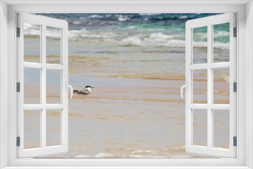 Fototapeta Naklejka Na Ścianę Okno 3D - Seagull staying in the water on shore
