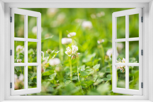 Fototapeta Naklejka Na Ścianę Okno 3D - White clover flower in bloom; close up