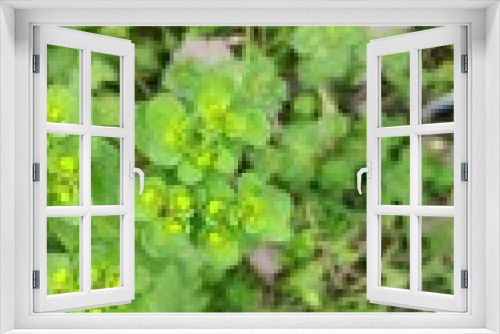 Fototapeta Naklejka Na Ścianę Okno 3D - grass plants 