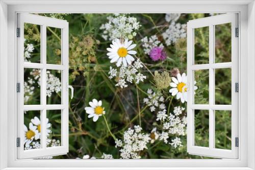 Fototapeta Naklejka Na Ścianę Okno 3D - flores del campo, flowers
