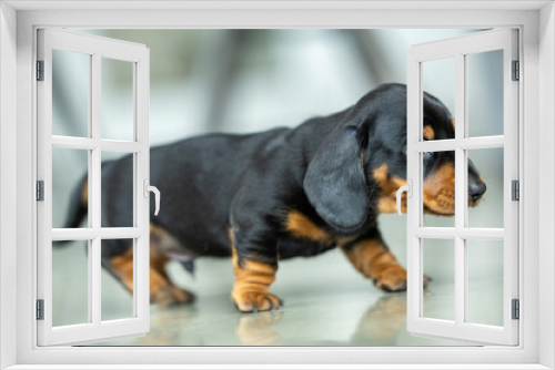 Fototapeta Naklejka Na Ścianę Okno 3D - A very small young black dachshund puppy